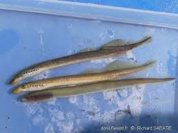 Attēlu rezultāti vaicājumam “Lampetra planeri”