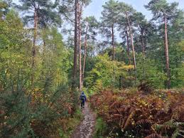 Image result for Ramblers Association - Mole Valley Group