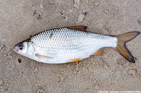 Attēlu rezultāti vaicājumam “Rutilus rutilus”