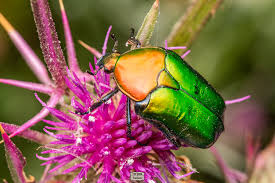 Attēlu rezultāti vaicājumam “Potosia cuprea”