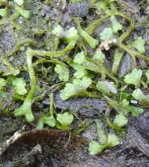 Attēlu rezultāti vaicājumam “Riccia rhenana”