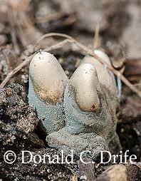 Attēlu rezultāti vaicājumam “Brefeldia maxima young”
