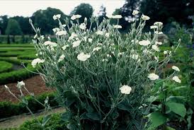 Image result for Lychnis coronaria alba