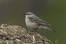 Image result for Anthus spinoletta