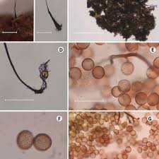 Attēlu rezultāti vaicājumam “Comatricha alta young”