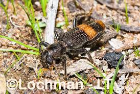 Attēlu rezultāti vaicājumam “Cleridae”