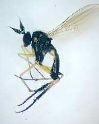 Attēlu rezultāti vaicājumam “Phoridae”