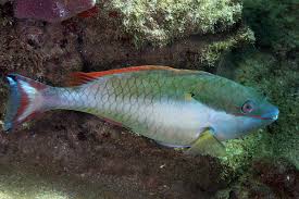 Image result for Sparisoma aurofrenatum