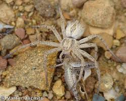 Attēlu rezultāti vaicājumam “Philodromidae”