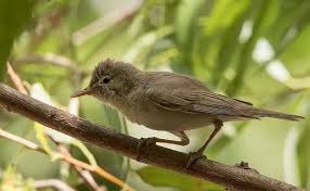 Image result for Hippolais pallida