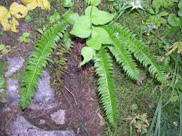 Attēlu rezultāti vaicājumam “Polystichum lonchitis”