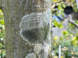 Attēlu rezultāti vaicājumam “Lecidella elaeochroma”