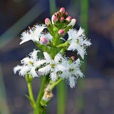 Attēlu rezultāti vaicājumam “Menyanthes trifoliata leaf”
