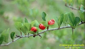 Attēlu rezultāti vaicājumam “Crataegus”