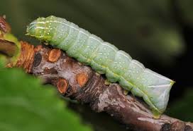 Attēlu rezultāti vaicājumam “Amphipyra perflua”