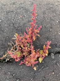 Attēlu rezultāti vaicājumam “Chenopodium rubrum flower”