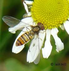 Attēlu rezultāti vaicājumam “Episyrphus balteatus”