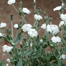 Image result for Lychnis coronaria alba