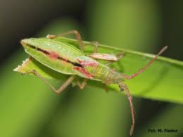 Attēlu rezultāti vaicājumam “Myrmus miriformis”