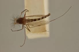 Attēlu rezultāti vaicājumam “Culex pipiens”