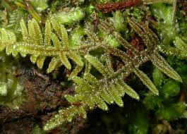 Attēlu rezultāti vaicājumam “Hypnum cupressiforme var. lacunosum sporophyte”