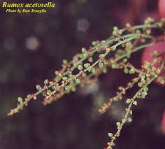 Attēlu rezultāti vaicājumam “Rumex acetosa bud”