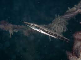 Image result for Sphyraena barracuda