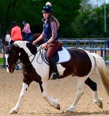 Image result for East Flegg Riding Club