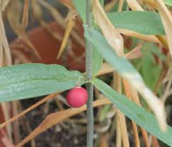 Attēlu rezultāti vaicājumam “Polygonatum verticillatum”