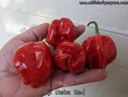 Afbeeldingsresultaat voor aji habanero hot pepper