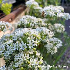 Image result for Allium tuberosum