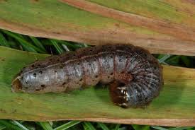 Attēlu rezultāti vaicājumam “Apamea epomidion”