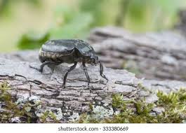 Attēlu rezultāti vaicājumam “Osmoderma barnabita”