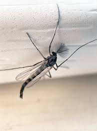 Attēlu rezultāti vaicājumam “Chironomidae imago”