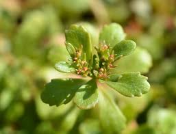 Attēlu rezultāti vaicājumam “Sedum aizoon fruit”