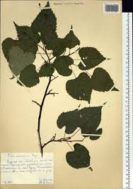 Attēlu rezultāti vaicājumam “Tilia amurensis”