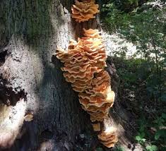 Attēlu rezultāti vaicājumam “Buglossoporus quercinus”