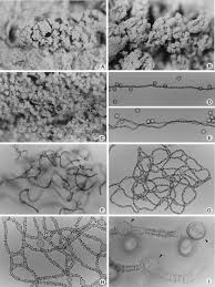 Attēlu rezultāti vaicājumam “Diderma ochraceum plasmodium”