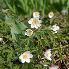 Attēlu rezultāti vaicājumam “Anemone nemorosa flower”