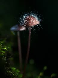 Attēlu rezultāti vaicājumam “Spinellus fusiger”