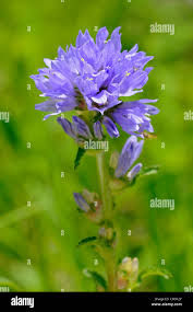 Attēlu rezultāti vaicājumam “Campanula cervicaria bud”