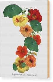 Image result for Tropaeolum majus