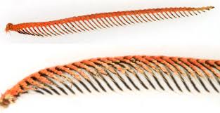 Attēlu rezultāti vaicājumam “Diacrisia sannio female”