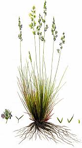 Attēlu rezultāti vaicājumam “Festuca psammophila”