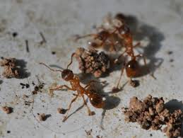 Attēlu rezultāti vaicājumam “Myrmica rubra”