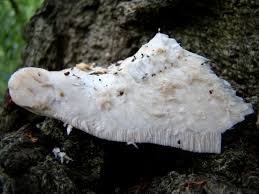 Attēlu rezultāti vaicājumam “Aurantiporus fissilis”