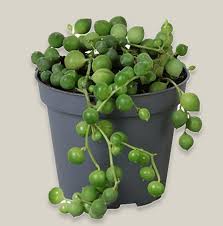 Attēlu rezultāti vaicājumam “Sagina procumbens fruit”