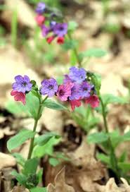 Attēlu rezultāti vaicājumam “Pulmonaria obscura leaf”