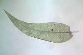 Attēlu rezultāti vaicājumam “Leptodictyum riparium”