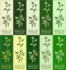 Attēlu rezultāti vaicājumam “Trifolium montanum”